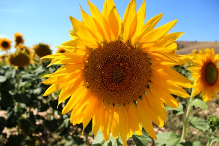 Flower Sunflower Yellow Sunflower Seed photo