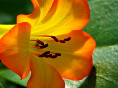 Flower Yellow Flora Orange