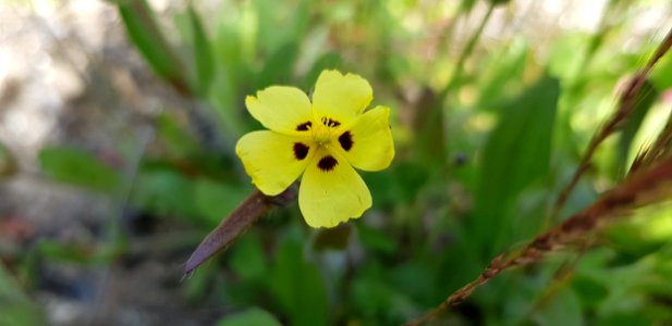 Flower Flora Plant Yellow