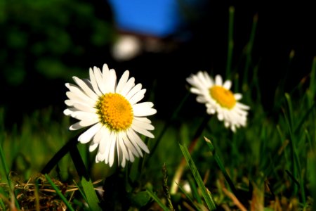 Flower Oxeye Daisy Chamaemelum Nobile Daisy