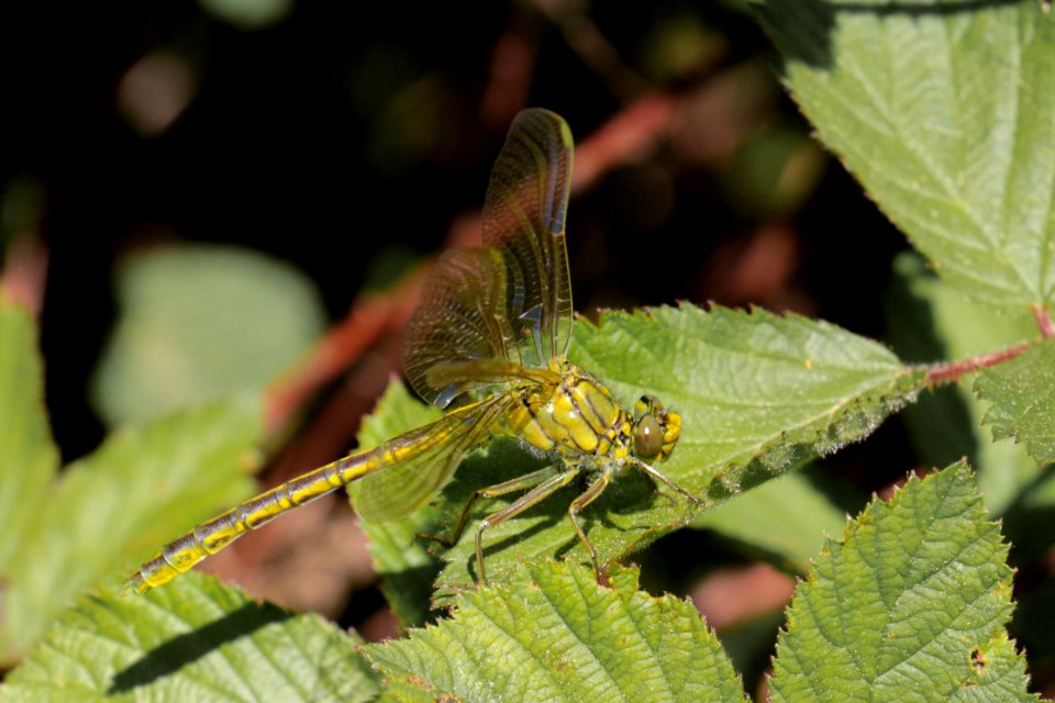 Insect Fauna Leaf Invertebrate
