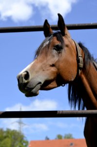 Horse Bridle Halter Horse Tack