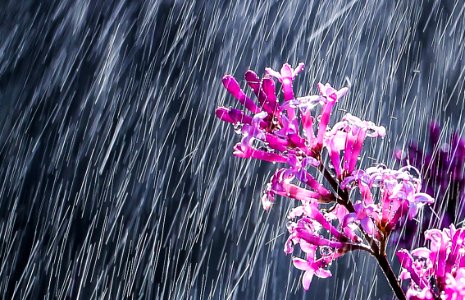 Pink Purple Flower Flora