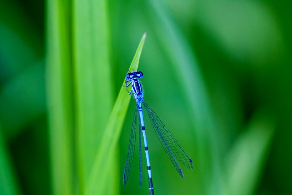 Dragonfly Damselfly Dragonflies And Damseflies Insect