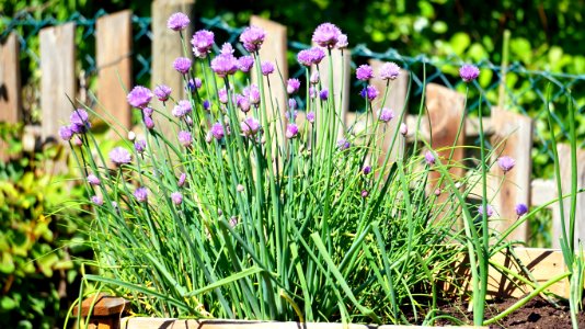 Plant Flower Flowering Plant Purple photo