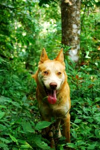 Dog Breed Fauna Dog Like Mammal Leaf photo