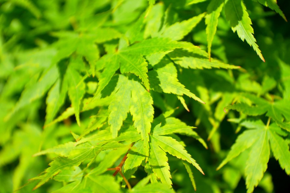 Leaf Plant Tree Hemp