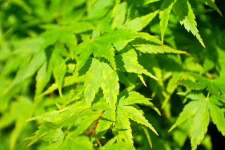 Leaf Plant Tree Hemp