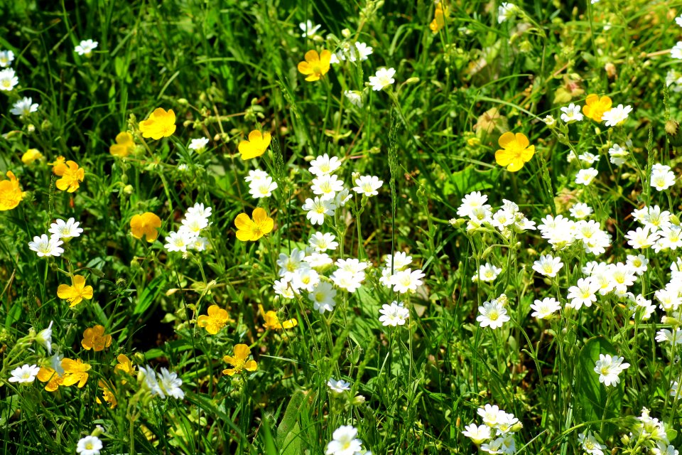 Flower Flora Chamaemelum Nobile Plant
