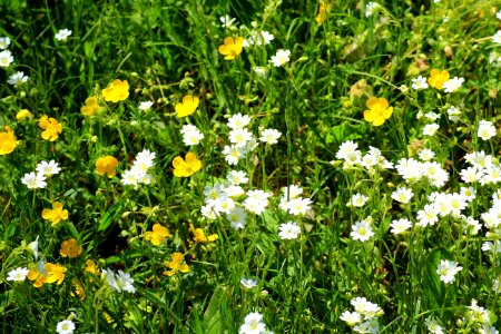 Flower Flora Chamaemelum Nobile Plant
