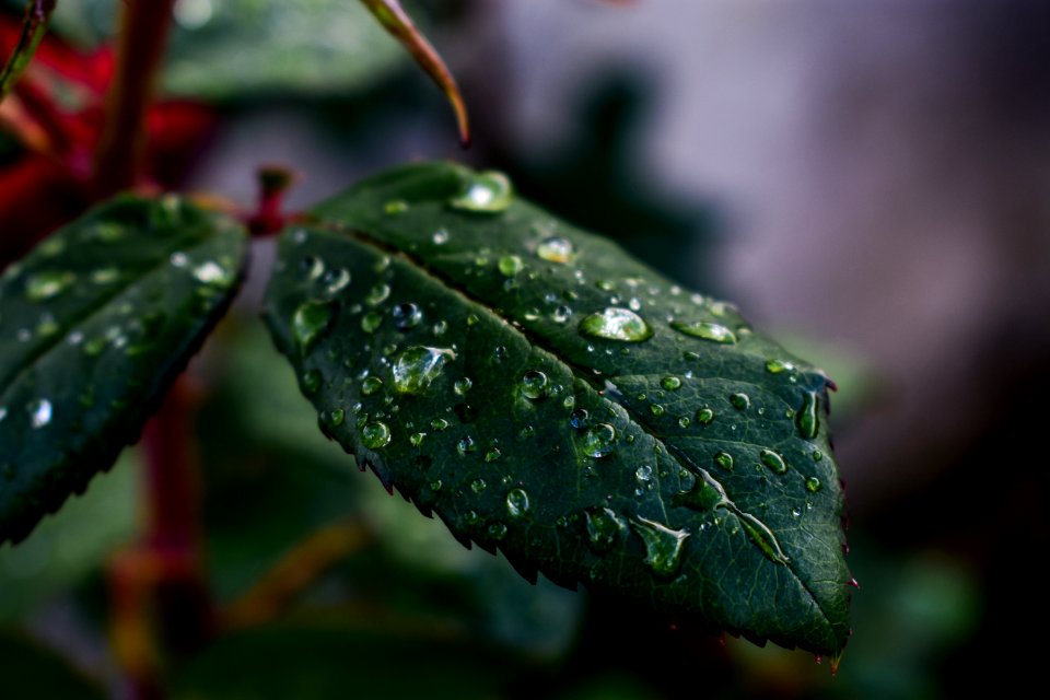 Leaf Water Drop Green