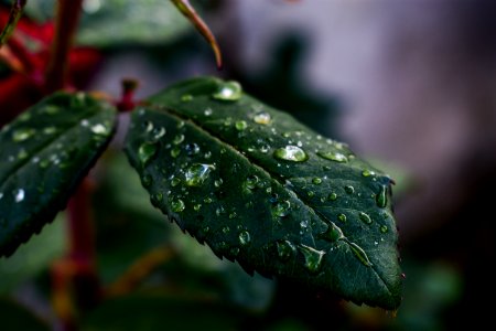 Leaf Water Drop Green