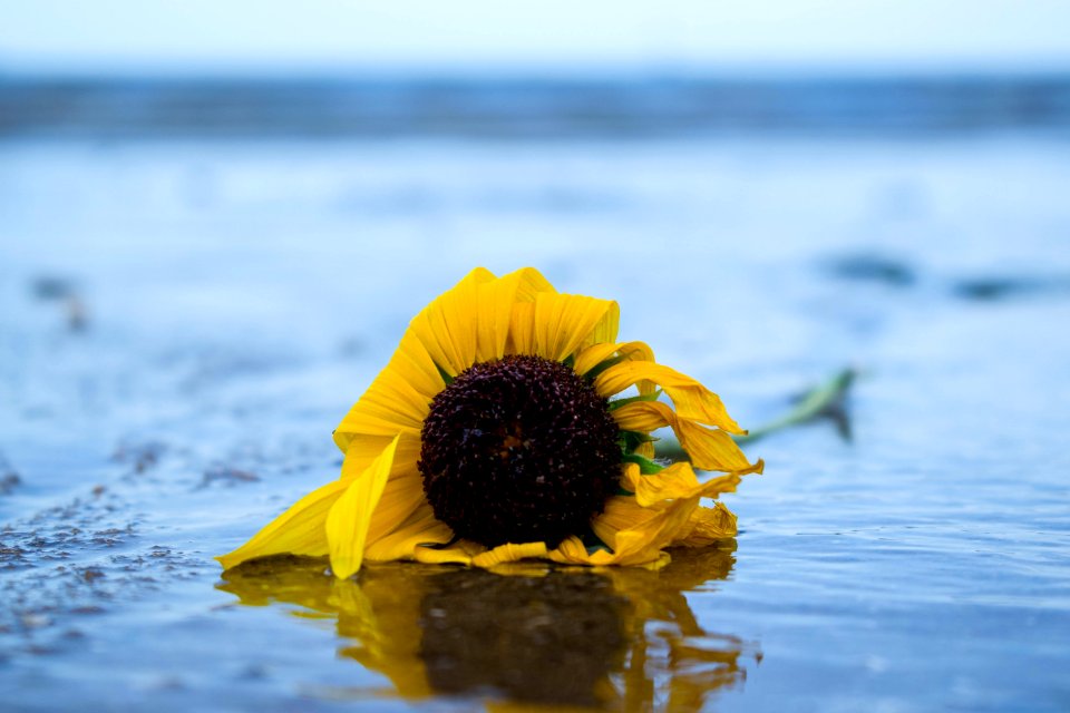 Flower Yellow Water Sky