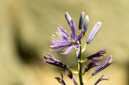 Flora Flower Plant Chicory