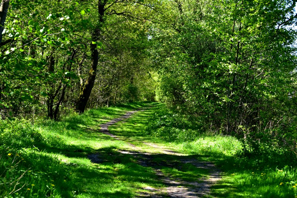 Vegetation Woodland Path Ecosystem