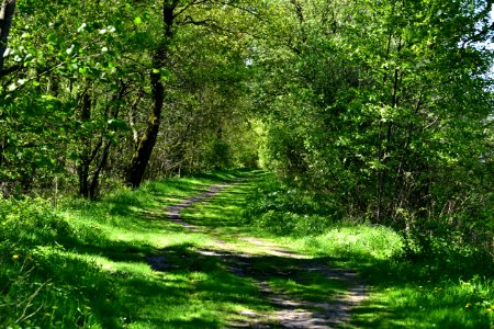 Vegetation Woodland Path Ecosystem photo