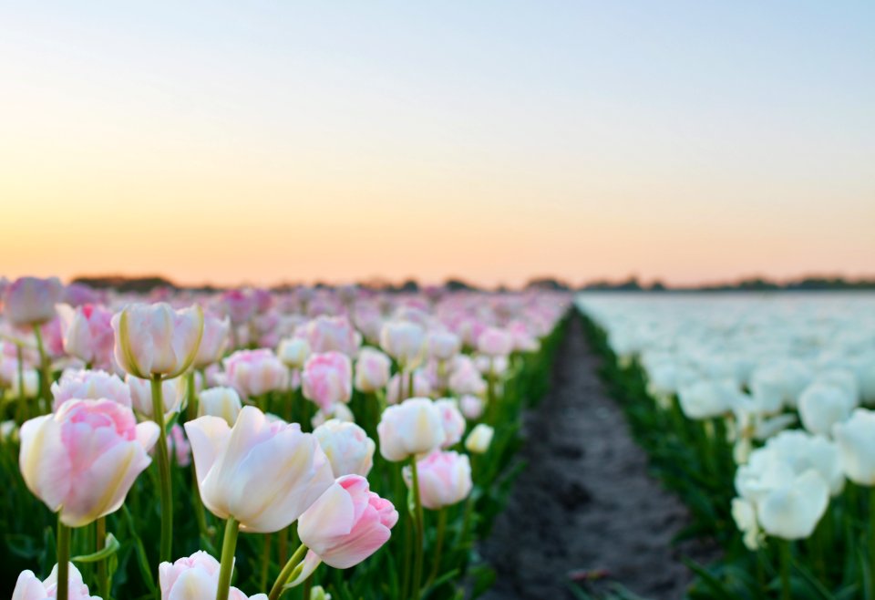 Flower Flowering Plant Plant Field photo