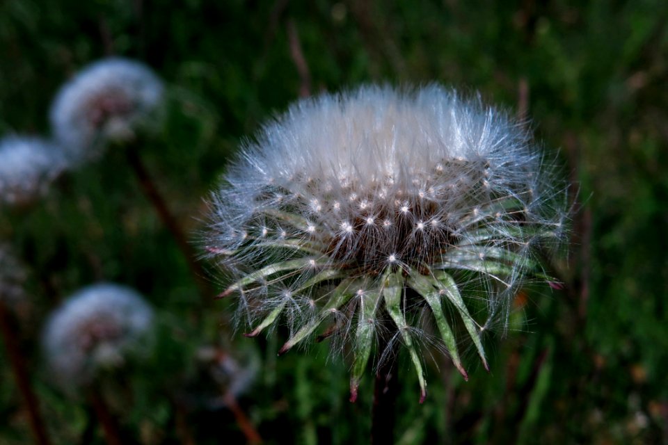 Flower Dandelion Flora Plant