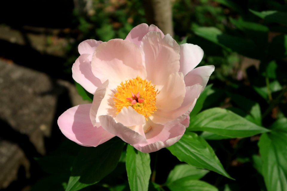 Flower Plant Flowering Plant Peony