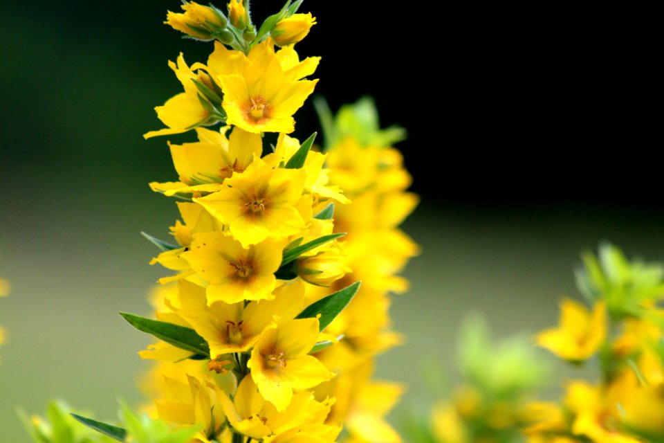 Flower Yellow Flora Plant
