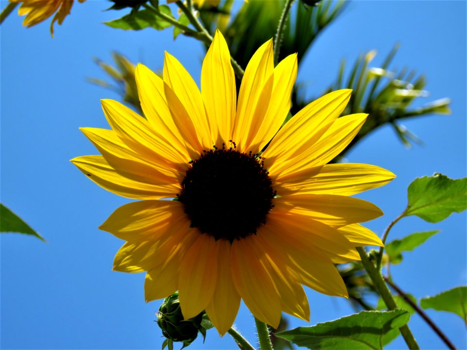 Flower Sunflower Yellow Flowering Plant