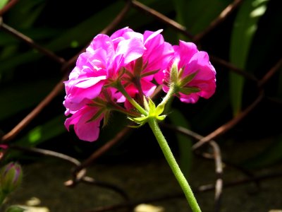 Flower Plant Flora Flowering Plant