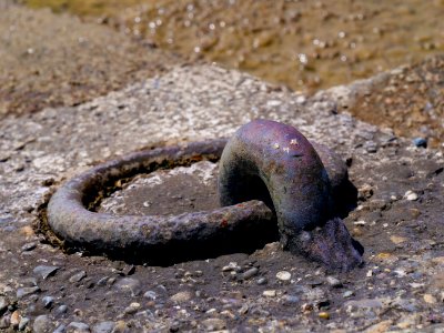 Organism Rock Soil