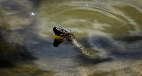Reptile Fauna Turtle Water