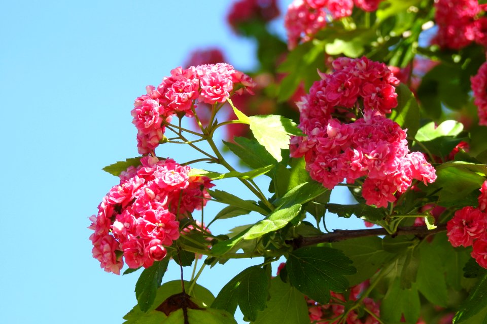Flower Plant Pink Flora
