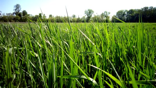 Grass Crop Field Ecosystem