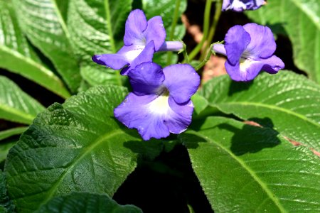 Plant Flower Flora Violet Family