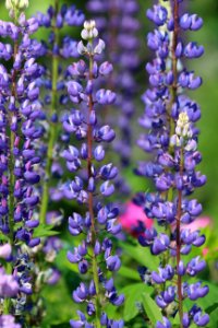 Plant Lupin Lupinus Mutabilis Common Sage photo