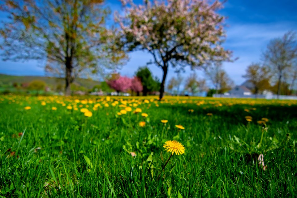 Field Meadow Grassland Ecosystem