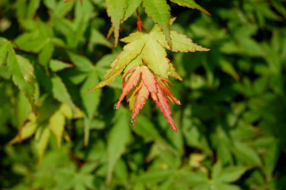 Leaf Plant Flora Maple Tree