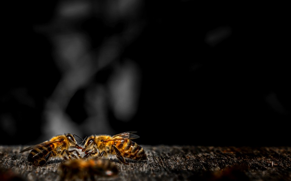 Close Up Macro Photography Insect Photography
