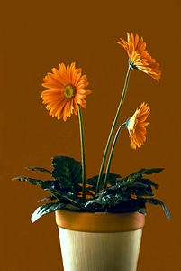 Flowers plant satisfaction