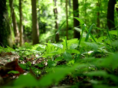 Vegetation Green Ecosystem Leaf