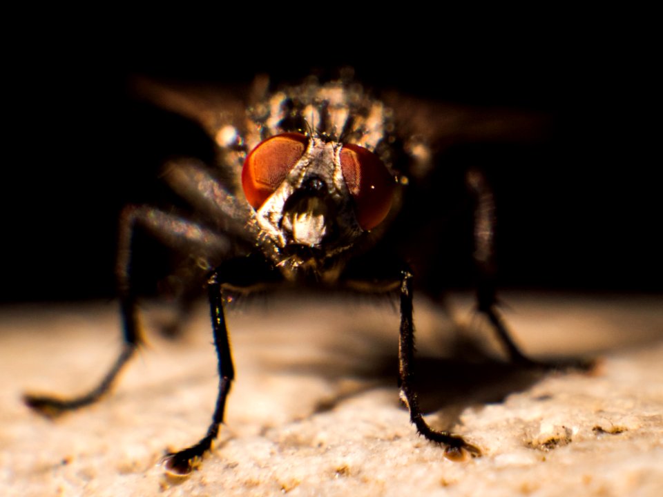 Insect Invertebrate Pest Macro Photography