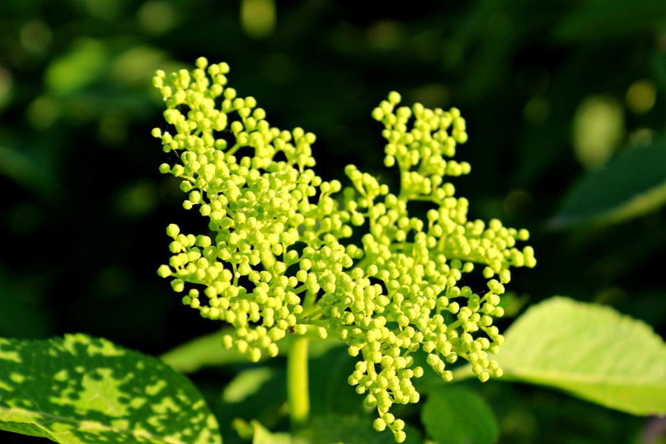 Plant Apiales Parsley Family Subshrub