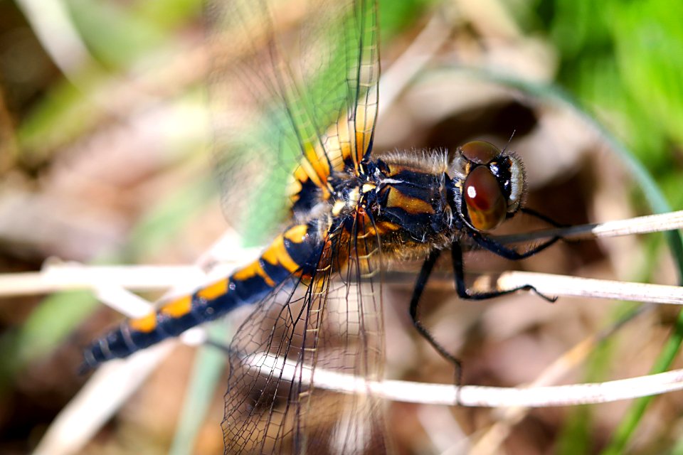 Insect Dragonfly Dragonflies And Damseflies Invertebrate