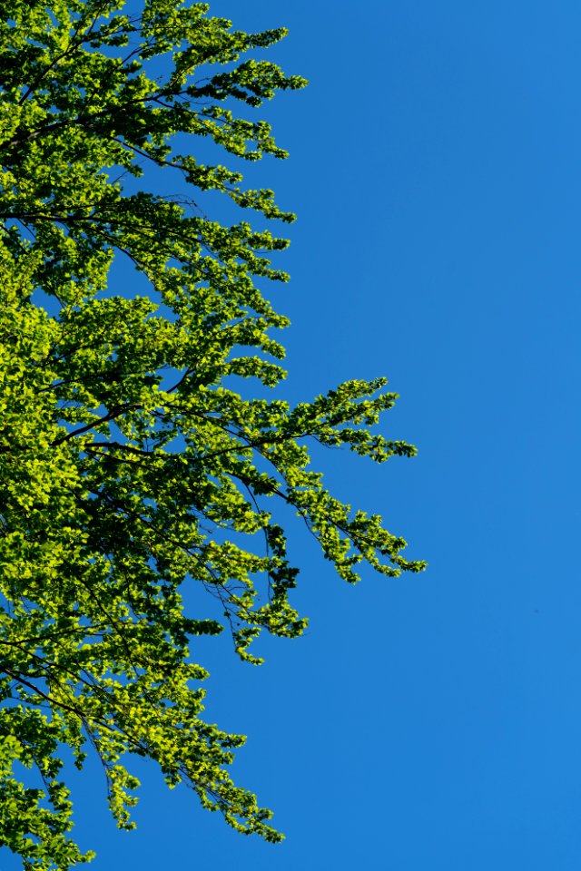 Sky Tree Leaf Woody Plant