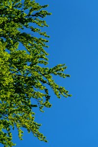 Sky Tree Leaf Woody Plant photo