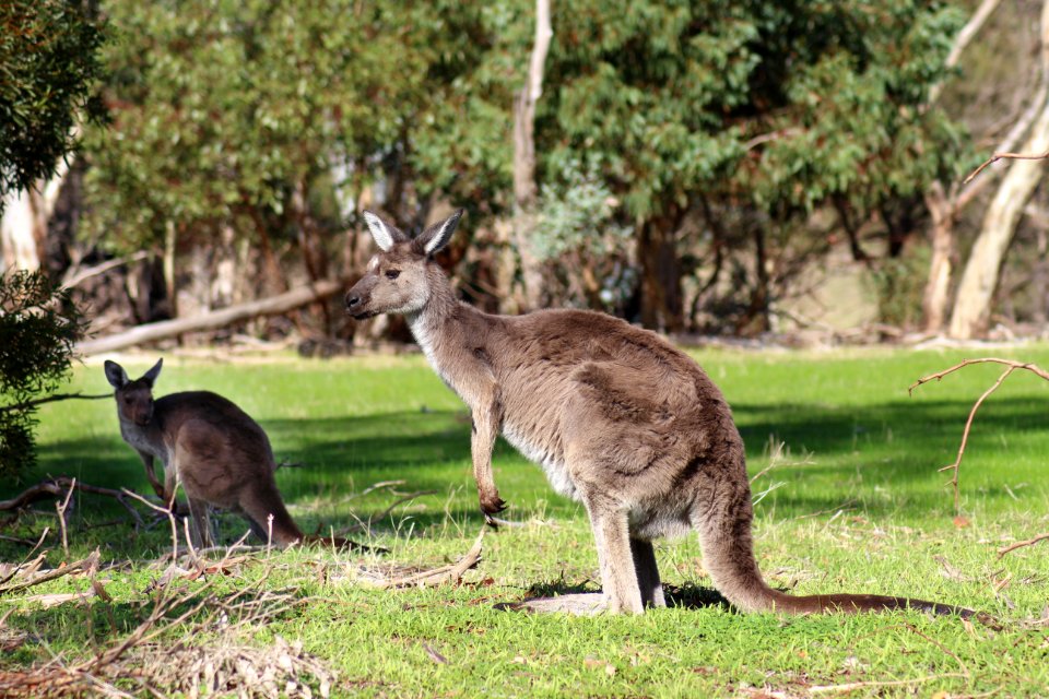 Kangaroo Macropodidae Wildlife Fauna