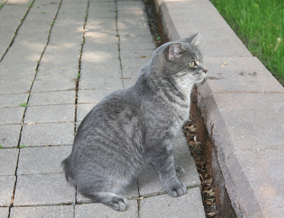 No tail animal domestic