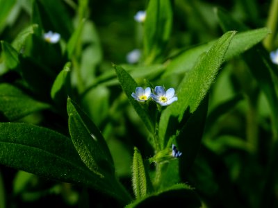 Plant Flora Forget Me Not Flower