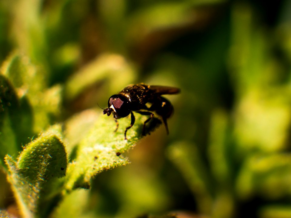 Insect Fauna Macro Photography Close Up