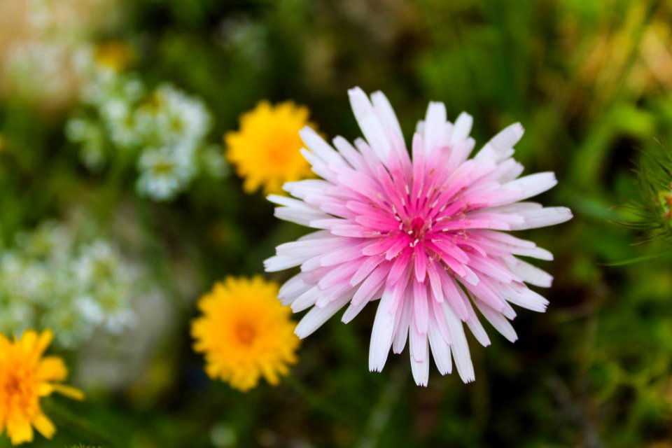 Flower Flora Wildflower Petal