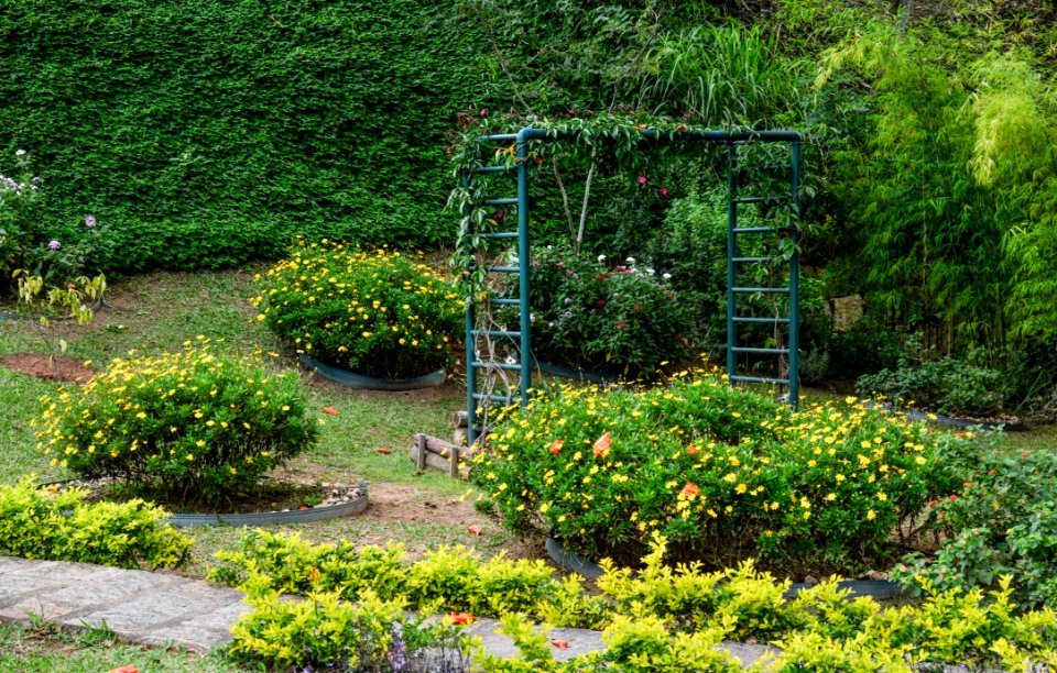 Garden Vegetation Botanical Garden Plant