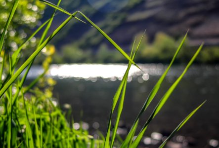 Water Grass Vegetation Flora photo