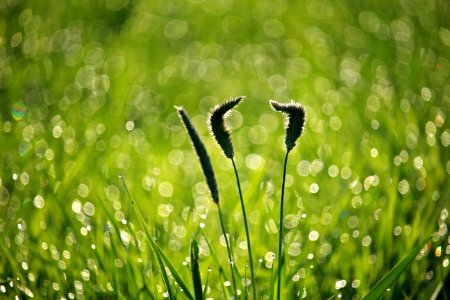 Water Dew Moisture Grass